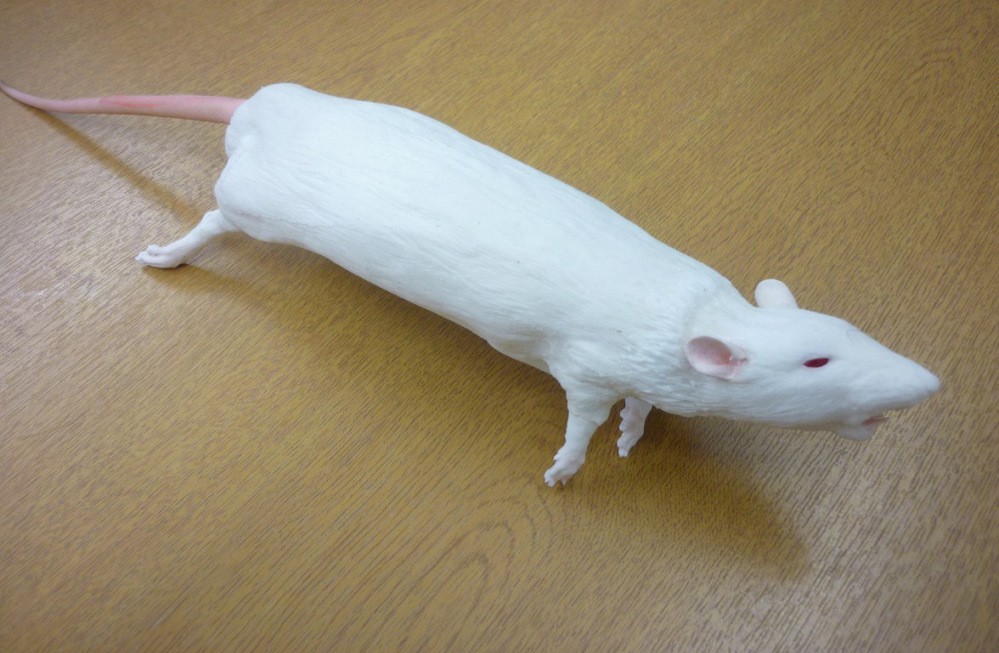 Product: CurVet Rat Training Simulator - Vet Tech